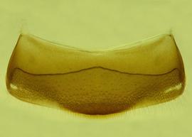   Anthidium rodecki  male, ventral view of fourth sternum (S4), photo from Gonzalez and Griswold 2013 
